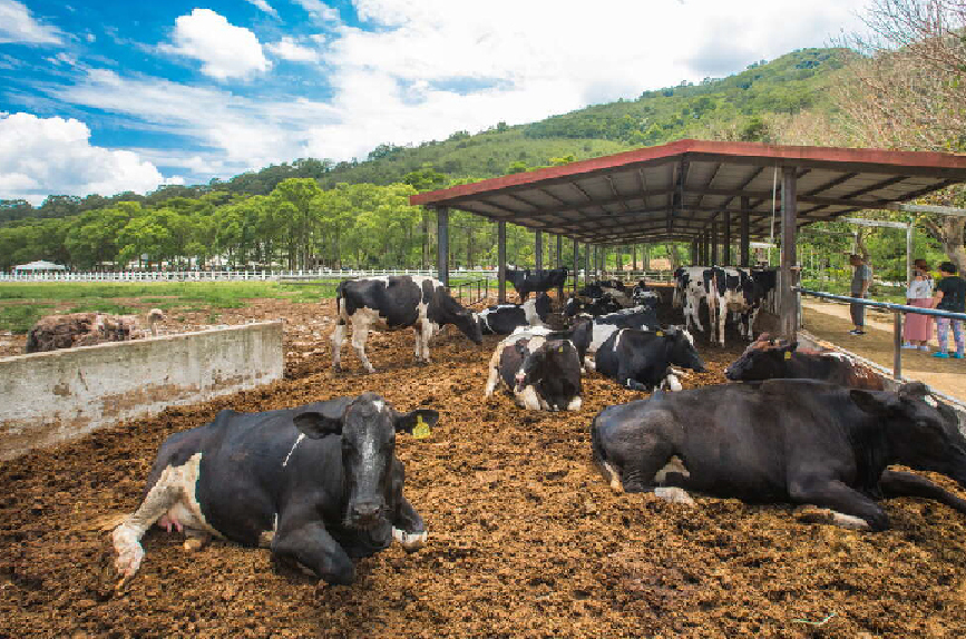 瑞穗牧場以鮮奶暢銷到全台各地,來到瑞穗農場可以喝到當地現榨、現煮的鮮奶!!還可以拿牧草餵食牠們,小朋友也可以玩耍、跑跳,很適合親子來到這同遊的景點。