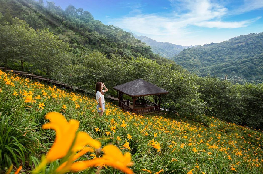 沐心泉休閒農場每個季節皆有不同的美景,是中台灣最大的金針花山,不想特地大老遠跑去花東看金針花,也可以來到台中沐心泉休閒農場賞花,雖然沒有比花東金針花廣闊,但也是有它的魅力的,高山種的金針花還有機會可以開到10月初。