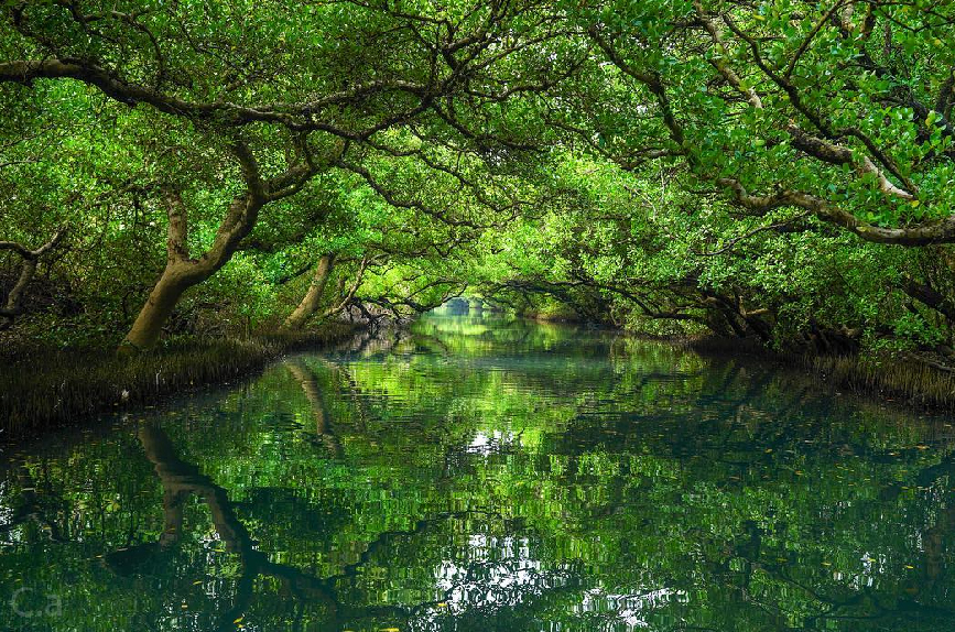 四草綠色隧道：四草大眾廟後方排水道紅樹林區的河道，因兩側遍佈樹齡逾50年的原生紅樹林，自然形成像是隧道的景像，被譽為「台版亞馬遜河」美稱，來到台江國家公園，除了欣賞黑面琵鷺一定要體驗搭竹筏遊覽綠色隧道，在搭乘竹筏除了可以欣賞到美景，船上還會有導覽人員解說，簡單介紹綠色隧道的歷史，是很多遊客來到台南遊玩推薦的景點。