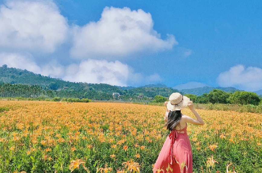 日月潭頭社金針花海特別的是有七彩金針花,七彩金針花盛開時期從5月開始,最特別還是全國唯一會跳舞的水田金針花海,為什麼會跳舞呢?因為頭社活盆地屬於泥炭土,地質鬆軟,站在上面卻還可以明顯感受地面晃動的感覺,就像是在跳舞一樣。