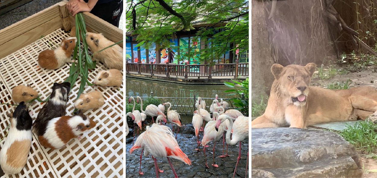 高雄淨園休閒農場:淨園休閒農場位於高雄小港機場跑道旁,有台版小泰國美稱,在園區可以進距離接觸動物、還能在園區裡面購買飼料餵食動物、 還能在你眼前看到飛機起降享受美味的泰式料理與咖啡,很適合帶小朋友來到這遊玩。
