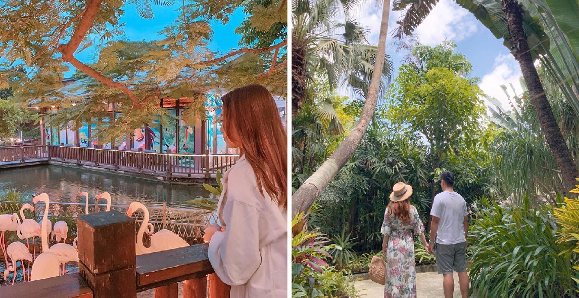 高雄淨園休閒農場:淨園休閒農場位於高雄小港機場跑道旁,有台版小泰國美稱,在園區可以進距離接觸動物、還能在園區裡面購買飼料餵食動物、 還能在你眼前看到飛機起降享受美味的泰式料理與咖啡,很適合帶小朋友來到這遊玩。