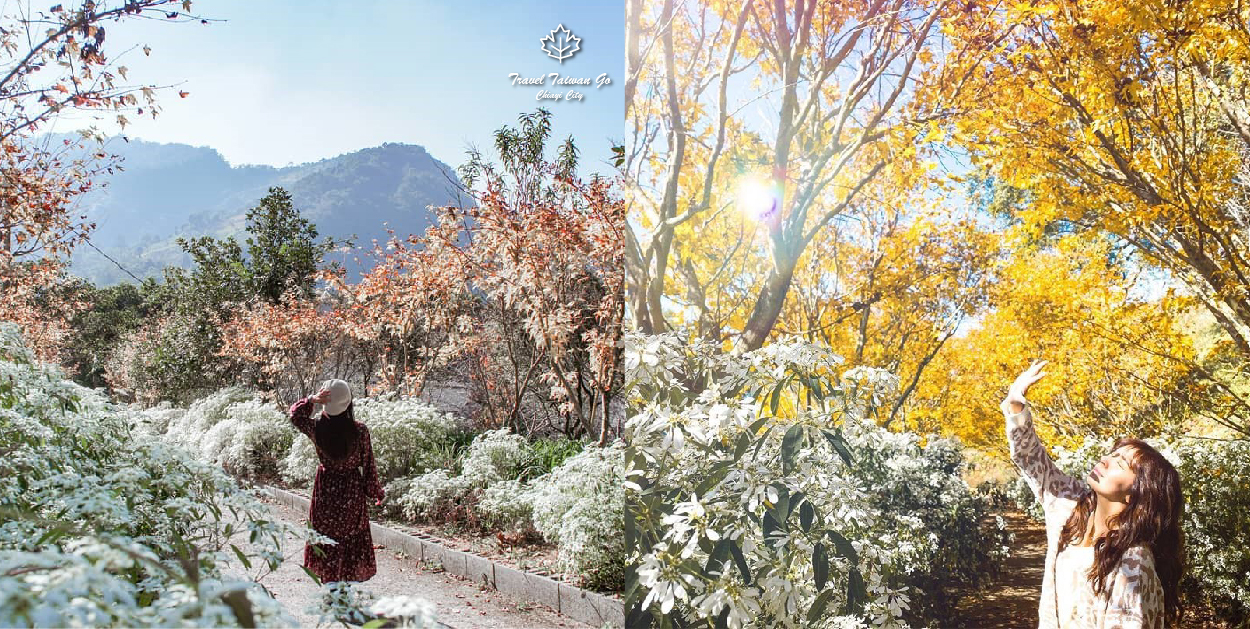 台中沐心泉休閒農場:沐心泉休閒農場位於台中新社,是中部地區知名的賞花景點,在園區一年四季都有不同的花可以欣賞, 在每年11月至12月份底園區的黃金楓和白雪木同步盛放,超美整個被金黃的黃金楓及雪白的白雪木包圍,整個超級浪漫吸引許多遊客前來, 趕快出發別錯過欣賞黃金楓和白雪木的機會!沐心泉休閒農場不僅不僅可以賞花,在園區內還有提供餐點。