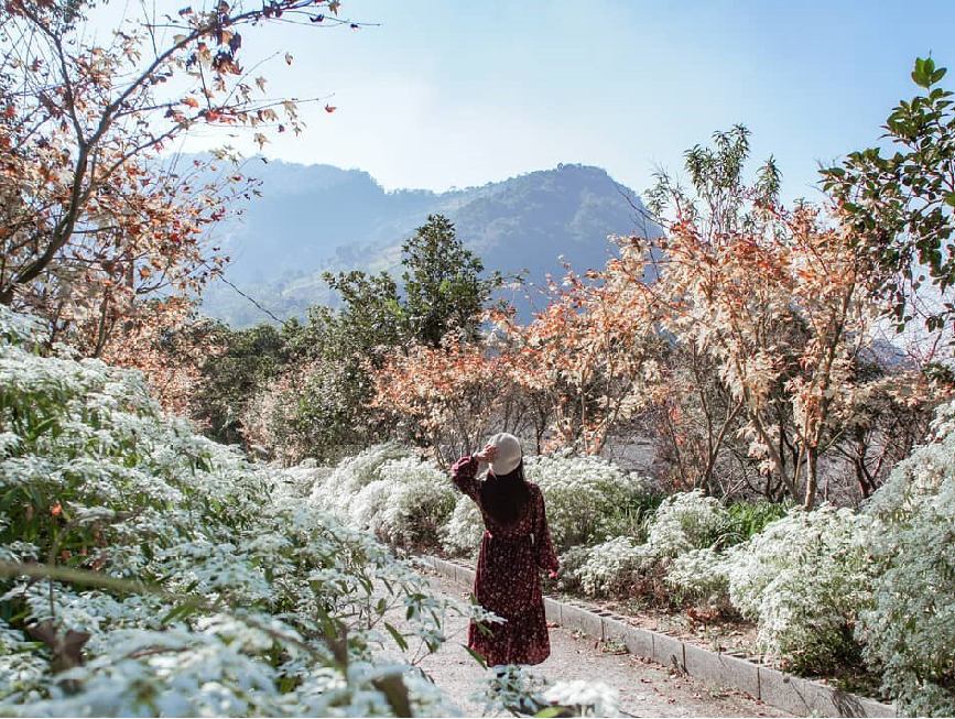 台中沐心泉休閒農場:沐心泉休閒農場位於台中新社,是中部地區知名的賞花景點,在園區一年四季都有不同的花可以欣賞, 在每年11月至12月份底園區的黃金楓和白雪木同步盛放,超美整個被金黃的黃金楓及雪白的白雪木包圍,整個超級浪漫吸引許多遊客前來, 趕快出發別錯過欣賞黃金楓和白雪木的機會!沐心泉休閒農場不僅不僅可以賞花,在園區內還有提供餐點。