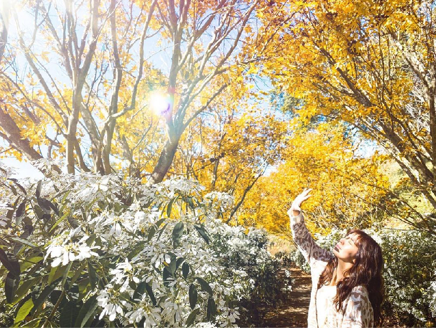 台中沐心泉休閒農場:沐心泉休閒農場位於台中新社,是中部地區知名的賞花景點,在園區一年四季都有不同的花可以欣賞, 在每年11月至12月份底園區的黃金楓和白雪木同步盛放,超美整個被金黃的黃金楓及雪白的白雪木包圍,整個超級浪漫吸引許多遊客前來, 趕快出發別錯過欣賞黃金楓和白雪木的機會!沐心泉休閒農場不僅不僅可以賞花,在園區內還有提供餐點。