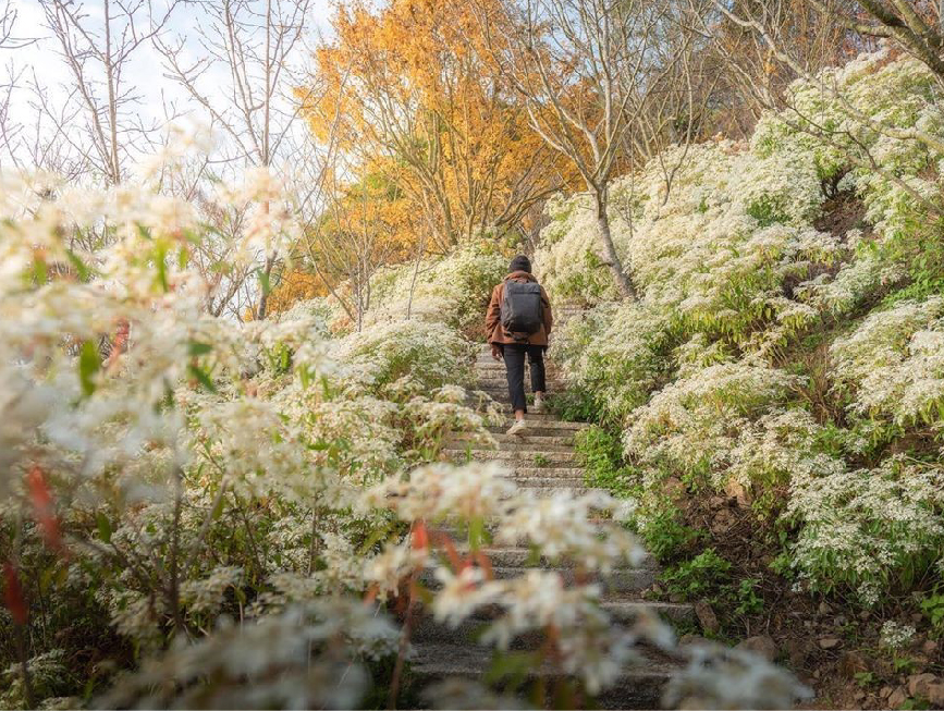 台中沐心泉休閒農場:沐心泉休閒農場位於台中新社,是中部地區知名的賞花景點,在園區一年四季都有不同的花可以欣賞, 在每年11月至12月份底園區的黃金楓和白雪木同步盛放,超美整個被金黃的黃金楓及雪白的白雪木包圍,整個超級浪漫吸引許多遊客前來, 趕快出發別錯過欣賞黃金楓和白雪木的機會!沐心泉休閒農場不僅不僅可以賞花,在園區內還有提供餐點。