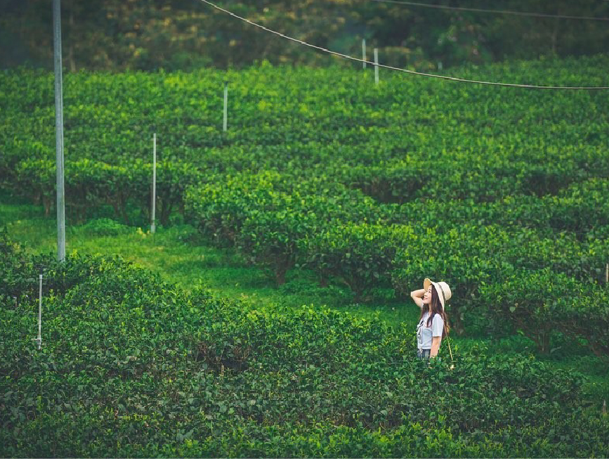 鹿篙咖啡莊園:南投最新景點鹿篙咖啡莊園位於魚池,置身在山林超美的景觀餐廳,鹿篙咖啡棣屬台灣農林公司,現在試營運期間不收取門票, 所以趁現在趕緊到這裡遊玩吧!在園區裡面未來有可能還會有導覽跟DIY課程體驗,所以要追蹤他們的消息呦~