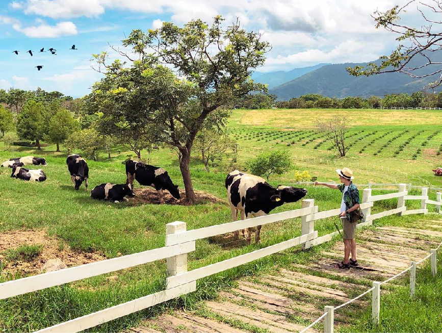 台東初鹿牧場：初鹿牧場位於台東縣卑南鄉明峰村，是全國歷史最悠久的大型坡地觀光牧場，因為牧場位於高台 地，坡度不大排水良好，加上氣候溫和雨量豐沛， 因此在初鹿牧場的牧草生長旺盛，一整年都可以供應牧草，在園區裡面有規劃放牧區、餵食區、森林浴、滾草區等， 在園區裡面還有販賣用初鹿鮮奶做的小饅頭，還能餵牛吃牧草餵馬吃紅蘿蔔，還能體驗騎馬的樂趣。