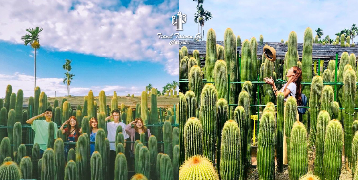 彰化田尾農村仙人掌園:農村仙人掌園位於彰化田尾鄉隱藏在小巷子裡,超巨大的仙人掌園都比人高大了,彷彿就像是在沙漠秘境超美的, 園區不大如果要跟巨大仙人掌拍照的話需要排隊,園區還有具有60年生仙人掌的大鳳龍!雖然需要門票50元但是可以全額折抵把可愛的仙人掌帶回家!田尾鄉的花卉年產量與種類是全臺灣之冠,有花鄉之美稱,喜歡花卉的人可以到這走走還能騎腳踏車,農村仙人掌園在田尾鄉是非常有名的景點,超巨大仙人掌超吸睛。