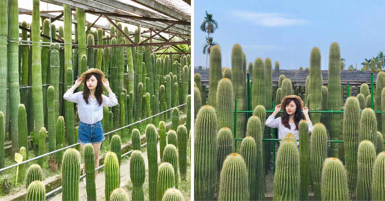 彰化田尾農村仙人掌園:農村仙人掌園位於彰化田尾鄉隱藏在小巷子裡,超巨大的仙人掌園都比人高大了,彷彿就像是在沙漠秘境超美的, 園區不大如果要跟巨大仙人掌拍照的話需要排隊,園區還有具有60年生仙人掌的大鳳龍!雖然需要門票50元但是可以全額折抵把可愛的仙人掌帶回家!田尾鄉的花卉年產量與種類是全臺灣之冠,有花鄉之美稱,喜歡花卉的人可以到這走走還能騎腳踏車,農村仙人掌園在田尾鄉是非常有名的景點,超巨大仙人掌超吸睛。