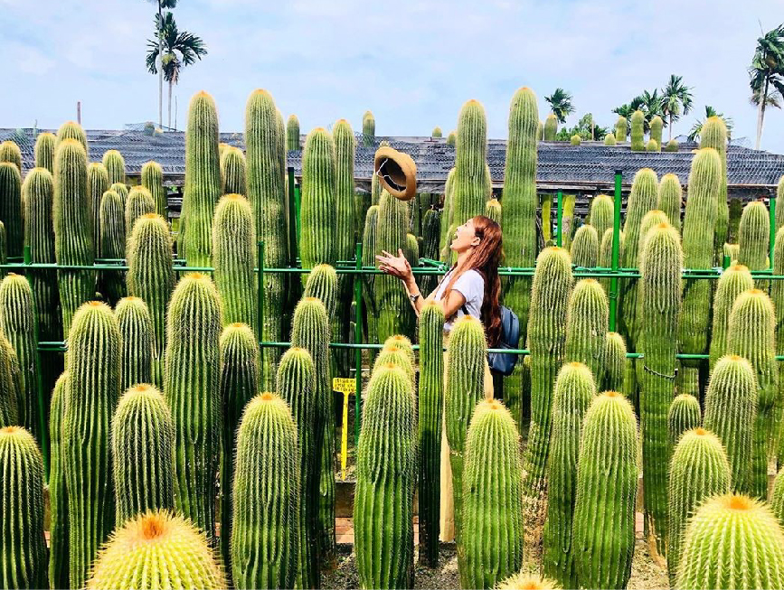 彰化田尾農村仙人掌園:農村仙人掌園位於彰化田尾鄉隱藏在小巷子裡,超巨大的仙人掌園都比人高大了,彷彿就像是在沙漠秘境超美的, 園區不大如果要跟巨大仙人掌拍照的話需要排隊,園區還有具有60年生仙人掌的大鳳龍!雖然需要門票50元但是可以全額折抵把可愛的仙人掌帶回家!田尾鄉的花卉年產量與種類是全臺灣之冠,有花鄉之美稱,喜歡花卉的人可以到這走走還能騎腳踏車,農村仙人掌園在田尾鄉是非常有名的景點,超巨大仙人掌超吸睛。