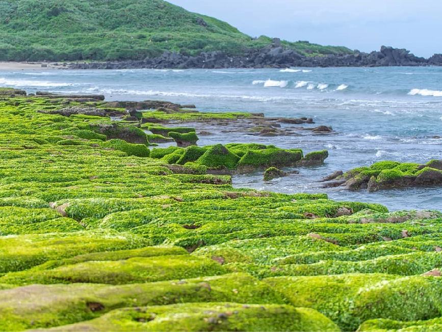 新北老梅綠石槽：在每年的03月至05月份是北海岸老梅綠石槽最美的季節也是春季的限定景色，而且今年的老梅綠石槽提前轉綠了， 目前有四分之一了如果要等到全部轉綠的話要再等等，石門老梅里的綠石槽海岸，是大屯火山爆發後遺留海岸邊的火山礁岩， 經波浪長期沖刷、質地鬆軟部分被侵蝕，留下堅硬部分形成排列整齊的石槽，又稱為潮溝或海蝕溝。