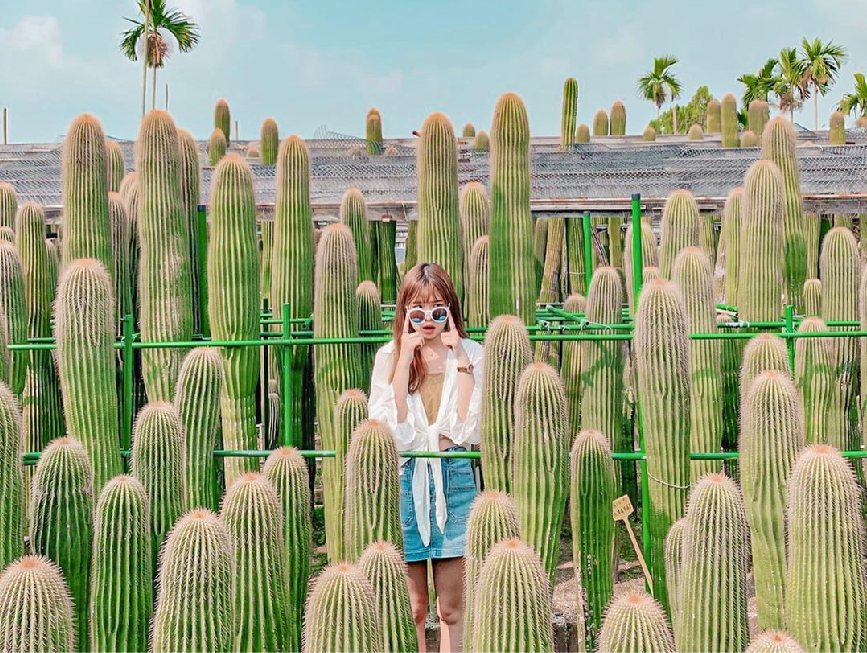 彰化田尾農村仙人掌園:農村仙人掌園位於彰化田尾鄉隱藏在小巷子裡,超巨大的仙人掌園都比人高大了,彷彿就像是在沙漠秘境超美的, 園區不大如果要跟巨大仙人掌拍照的話需要排隊,園區還有具有60年生仙人掌的大鳳龍!雖然需要門票50元但是可以全額折抵把可愛的仙人掌帶回家!田尾鄉的花卉年產量與種類是全臺灣之冠,有花鄉之美稱,喜歡花卉的人可以到這走走還能騎腳踏車,農村仙人掌園在田尾鄉是非常有名的景點,超巨大仙人掌超吸睛。