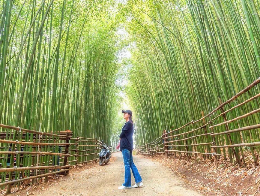 苗栗烏嘎彥竹林秘境:烏嘎彥竹林密境位於苗栗泰安,這裡爆紅原因因為這裡就像是台版京都嵐山竹林隧道,烏嘎彥竹林被譽為最美的竹林隧道, 竹林步道大約有200公尺,建議天氣好或早點上來才能有好的光線拍照也才不會危險。