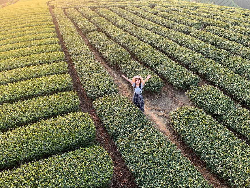 嘉義海鼠山1314觀景台:1314觀景台位於嘉義縣梅山鄉,海拔高達1314公尺所以取諧音為一生一世-1314觀景台命名非常特別, 在這裡可以360度欣賞茶園的美景而且這裡還是御茶園廣告拍攝地點,不僅這樣這裡還是看日出、夕陽、夜景的好地方, 在附近的茶園還有提供茶園DIY體驗,像是揉茶、品茶等,很久沒出門的朋友很適合到山上深呼吸!