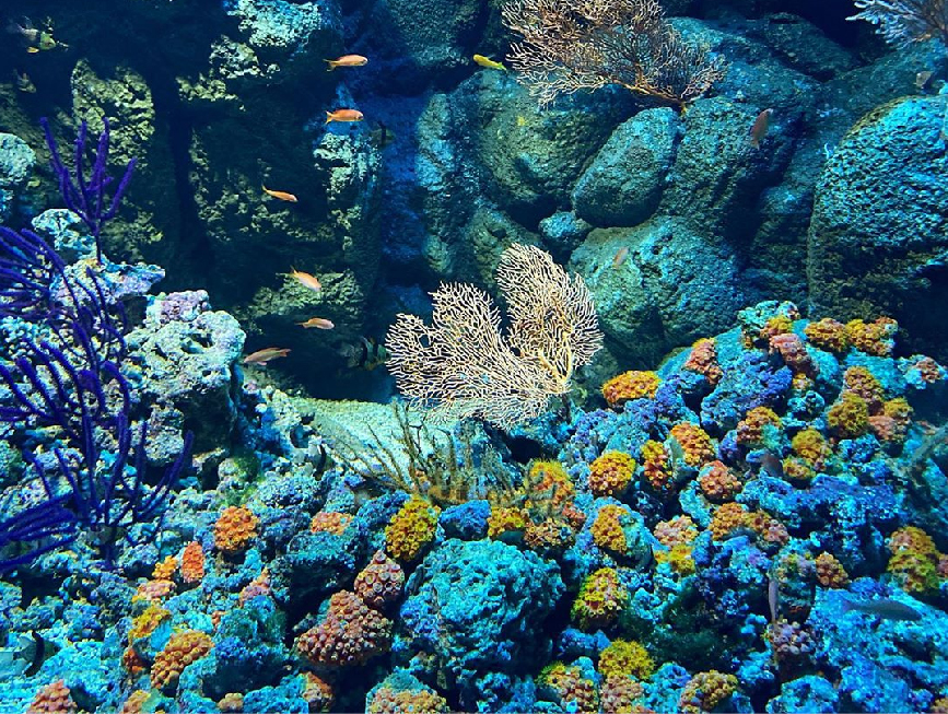 桃園Xpark水族館：大家最期待的Xpark水族館於08/07正式開幕囉！Xpark為台灣首座新都會型水生公園，由日本橫濱八景島打造的全台首座國際級水族館， 4500坪的水族館共有13個主題展區，搭配宮崎駿動畫御用配樂師久石讓的7首曲子環繞著6個展區！