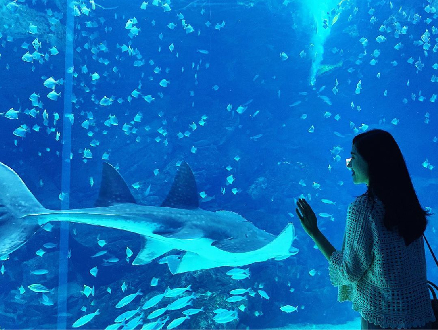 桃園Xpark水族館：大家最期待的Xpark水族館於08/07正式開幕囉！Xpark為台灣首座新都會型水生公園，由日本橫濱八景島打造的全台首座國際級水族館， 4500坪的水族館共有13個主題展區，搭配宮崎駿動畫御用配樂師久石讓的7首曲子環繞著6個展區！