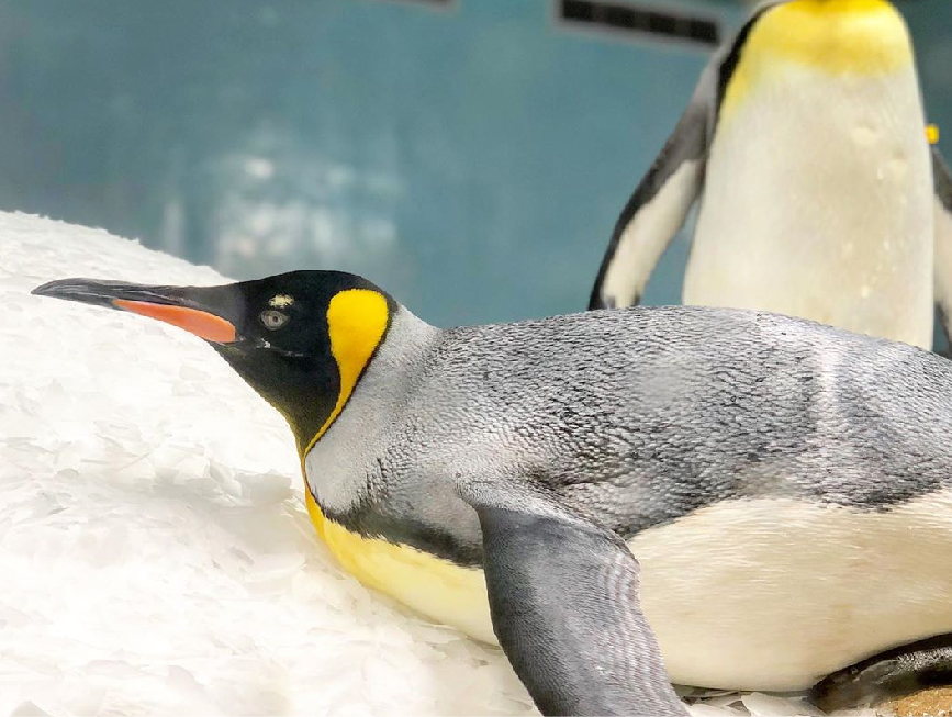 桃園Xpark水族館：大家最期待的Xpark水族館於08/07正式開幕囉！Xpark為台灣首座新都會型水生公園，由日本橫濱八景島打造的全台首座國際級水族館， 4500坪的水族館共有13個主題展區，搭配宮崎駿動畫御用配樂師久石讓的7首曲子環繞著6個展區！