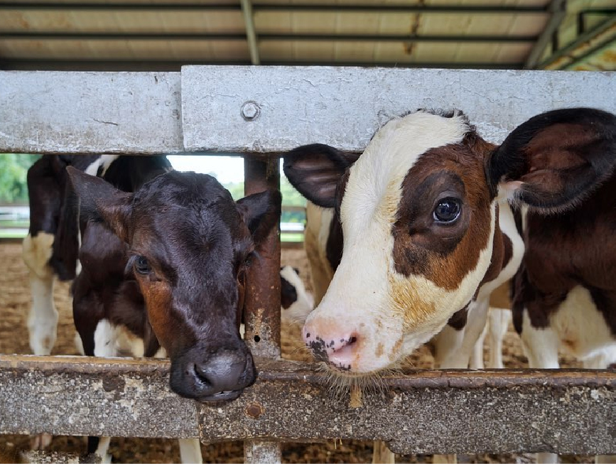 嘉義綠盈牧場:綠盈牧場位於嘉義中埔鄉為嘉義知名觀光牧場,這裡非常適合親子旅遊好去處,牧場以綠水盈然做為園區環境的目標, 並且堅持高品質的鮮奶來自健康的奶牛與衛生的環境的原則,在園區裡可以看到許多可愛的乳牛,園區有多種DIY體驗, 像是餵小牛喝奶、擠ㄋㄟㄋㄟ體驗、還有全台唯一賽鵝場等你來體驗,園區還有超大牽牛花溜滑梯、美味餐點可以品嚐。