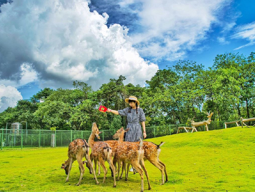 嘉義逐鹿傳說梅花園:園區佔地約有1.9公頃的鹿園,相傳從前的鄒族人打獵的時候,會追逐梅花鹿來到這裡進行圍獵的地方,過往圍獵的傳統雖己不在, 但為了讓遊客能夠感受部落特色,特別規劃了鹿園和射箭場,讓來到這個旅客體驗部落文化特色。
