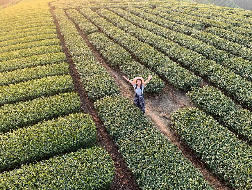 嘉義海鼠山1314觀景台:1314觀景台位於嘉義縣梅山鄉,海拔高達1314公尺所以取諧音為一生一世-1314觀景台命名非常特別, 在這裡可以360度欣賞茶園的美景而且這裡還是御茶園廣告拍攝地點,不僅這樣這裡還是看日出、夕陽、夜景的好地方, 在附近的茶園還有提供茶園DIY體驗,像是揉茶、品茶等,很久沒出門的朋友很適合到山上深呼吸!