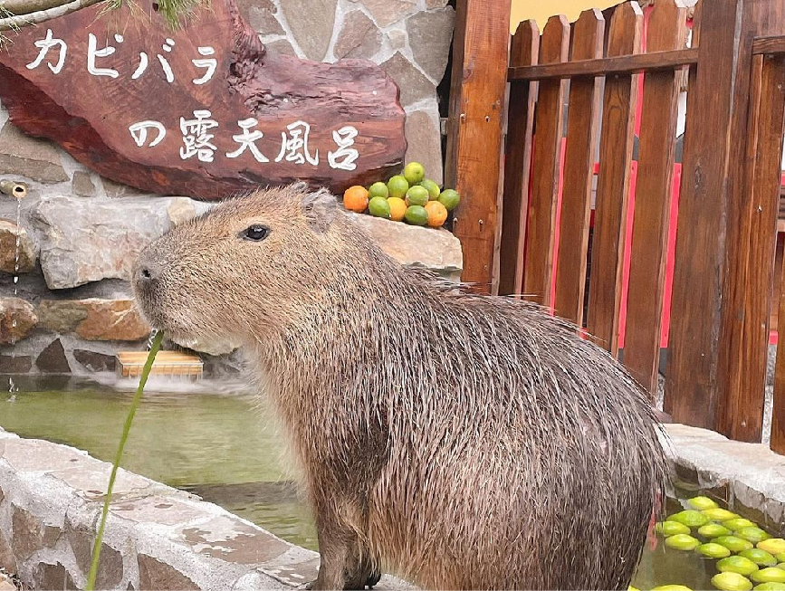 宜蘭張美阿嬤農場：張美阿嬤農場位於宜蘭縣三星鄉，農場在戶外打造400坪的日式庭園彷彿置身在奈良，在這裡讓你不用出國在這裡就能近距離與梅花鹿 相處和浴衣體驗紅色鳥居、神社等、，除了這樣之外近期在園區還有超療癒的水豚君，可以在這近距離親眼看見水豚君泡湯及餵食！ 園區還有多種DIY可以體驗，像是蔥油餅、搗麻糬、自採有機蔬食披薩等。